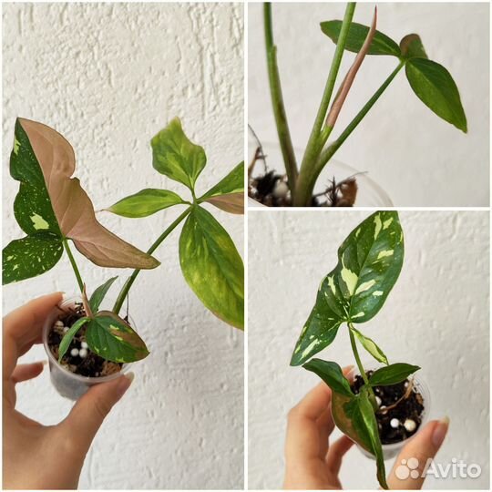 Комнатные растения