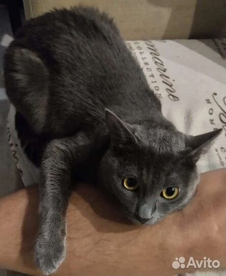 Кот для вязки
