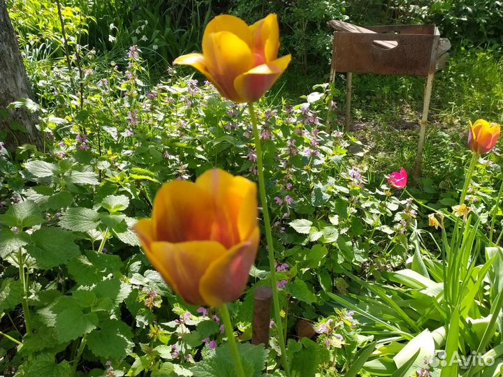 Луковицы тюльпанов