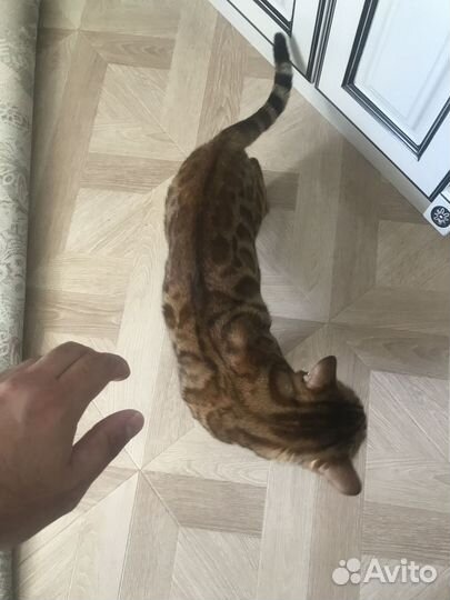 Продам кота