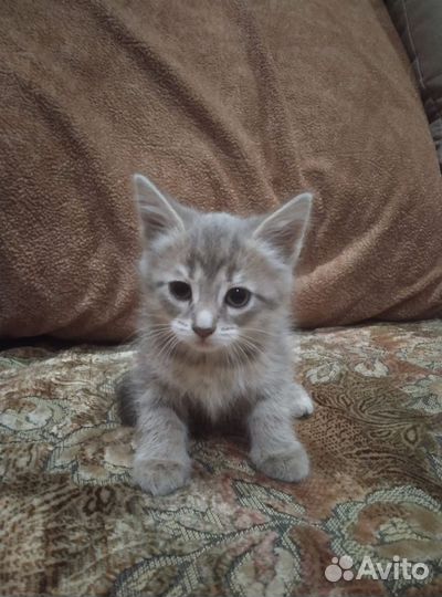 Котёнок - девочка