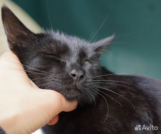 В добрые руки