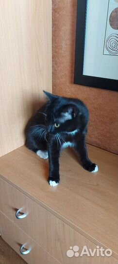 Кошки в добрые руки