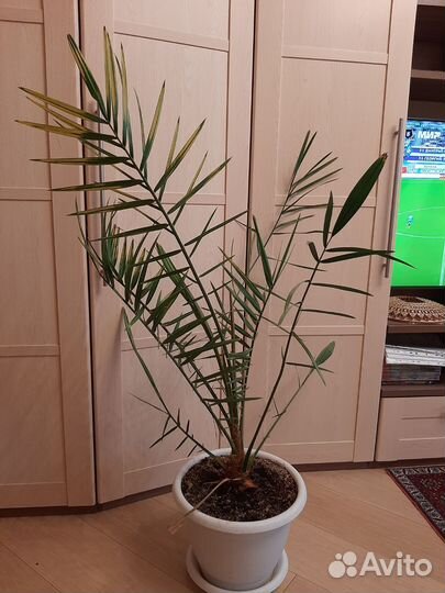 Финиковая пальма