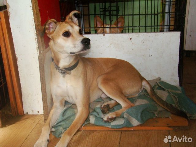 В добрые руки