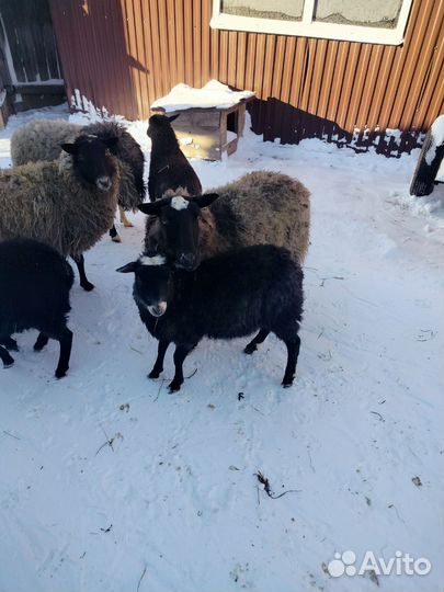 Овцы,барашки Романовская порода