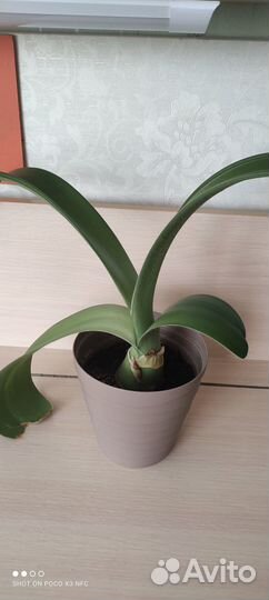 Гемантус белоцветковый, филодендрон дольчатый