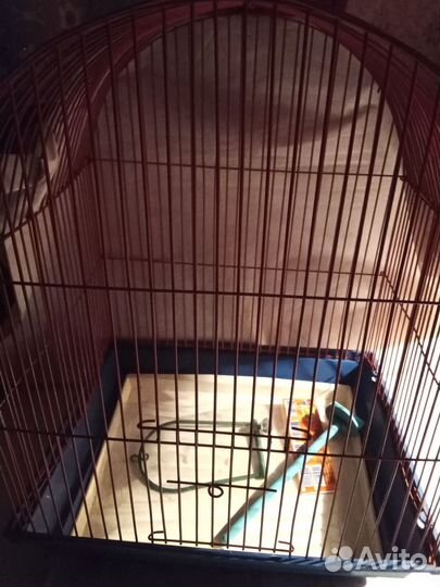 Новая клетка