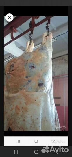 Услуга Забоя Скота