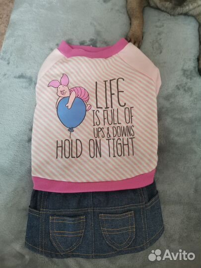 Одежда для собак