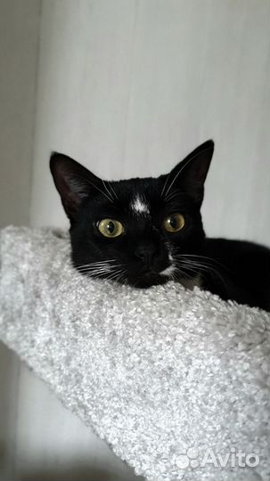 Котёнок Китти ищет дом