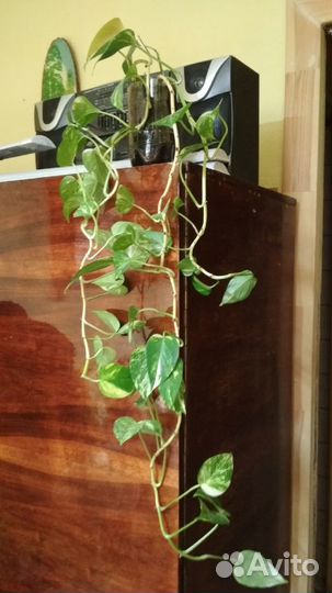 Комнатные цветы сциндапсус золотистый и эпипремнум