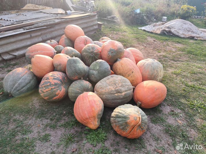 Тыква кормовая