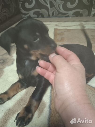 Щенки русский той-терьер