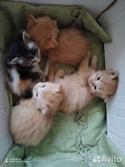 Котята в добрые руки 2 месяца