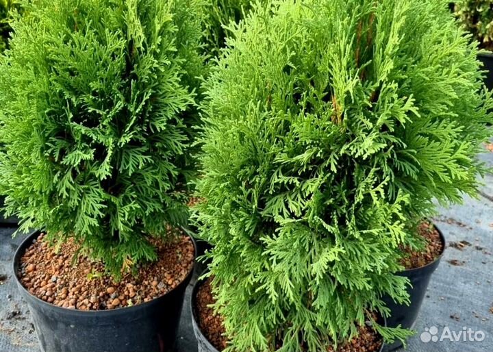 Туя (укорененные черенки)