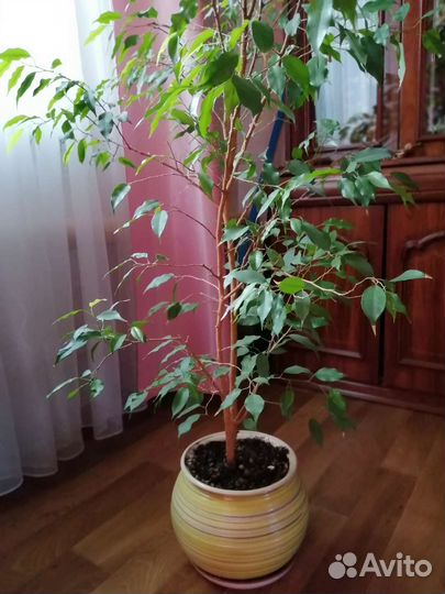 Фикус бенджамина