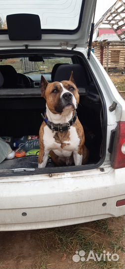 Вязка,амстафф