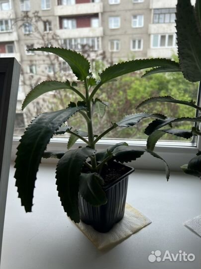 Каланхоэ лечебное живородящее чихательное