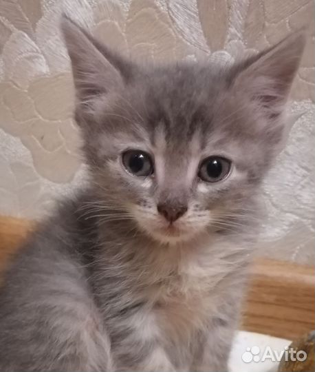 Пушистое сокровище