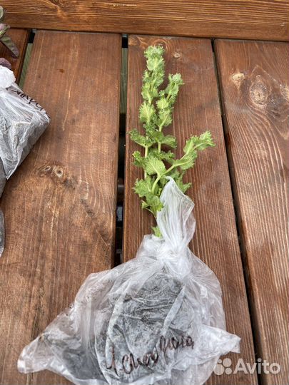 Мята сортовая