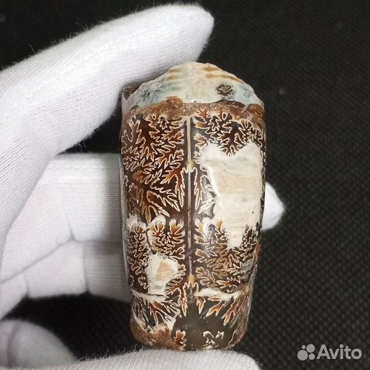 Аммонит гетероморфный