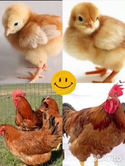 Цыпленок Браун Ник