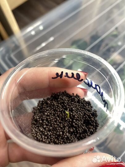 Алоказия жаклин