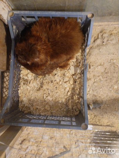 Китайские шелковые куры