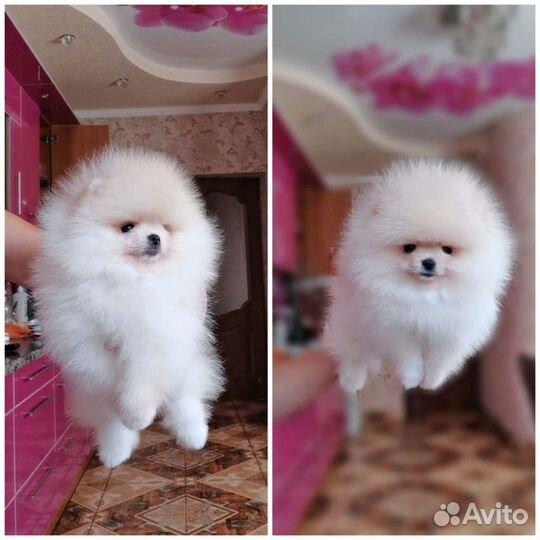 Померанский шпиц мини мальчик