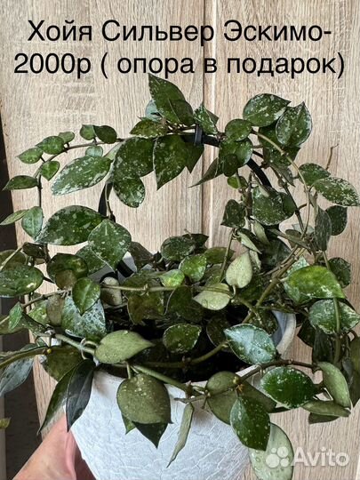 Домашние цветы