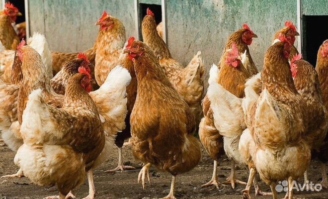 Несушки с доставкой