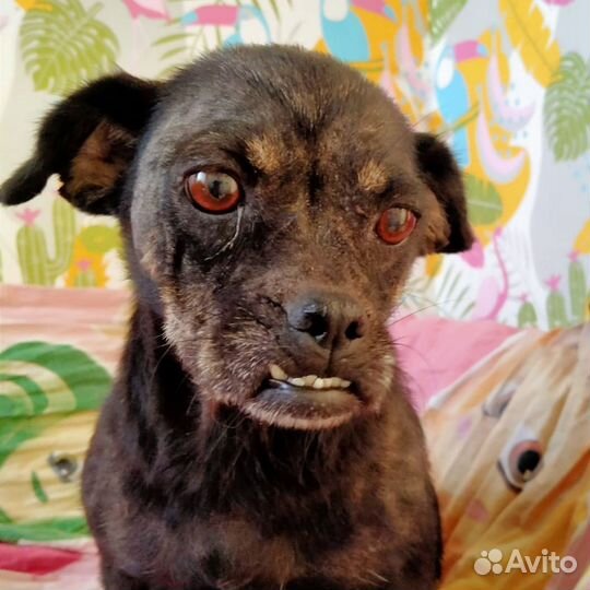 Собака в добрые руки