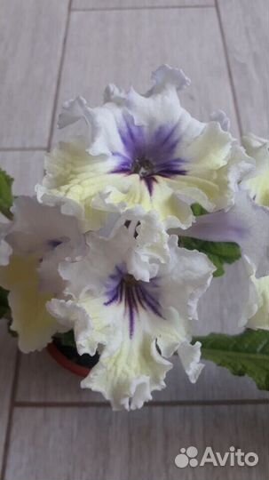 Стрептокарпусы (стрепсы)