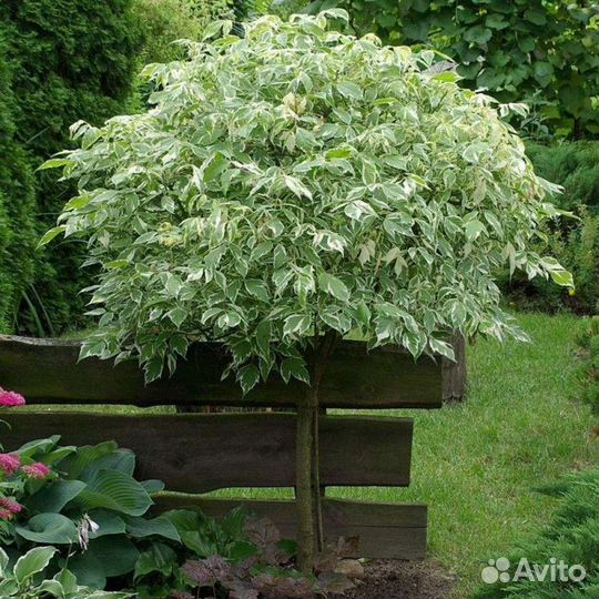 Дерен элегантиссимо