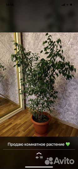 Бенджамина