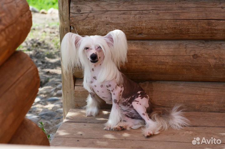 Голая девочка 3 года