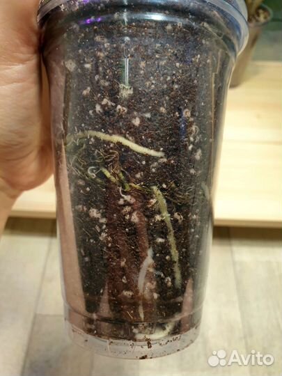 Алоказия макрориза стингрей (Alocasia stingray)