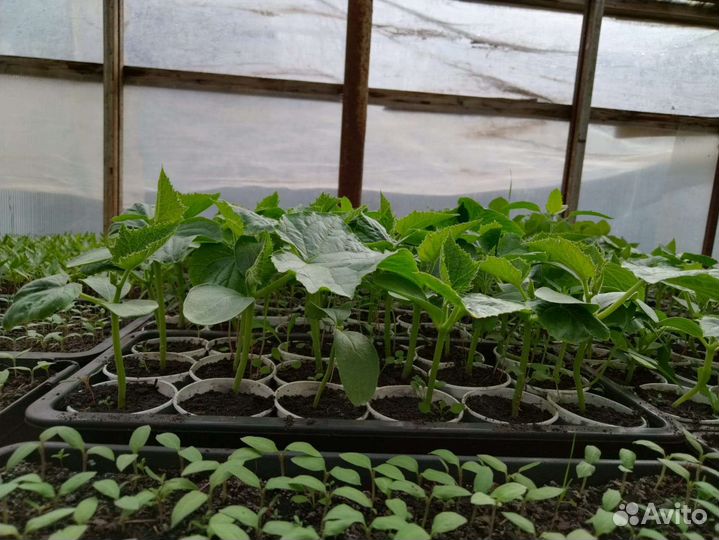 Рассада огорцы,помидоры,перец,баклажан,капуста