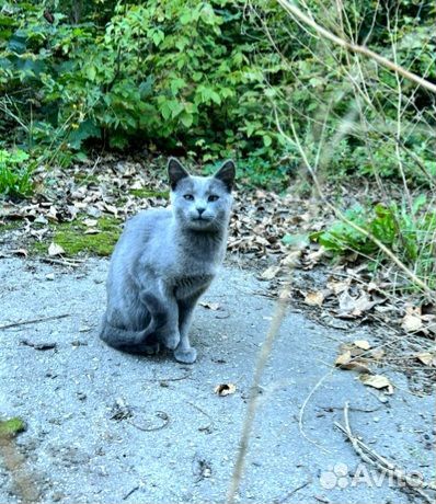 Котёнок подросток Русской голубой бесплатно