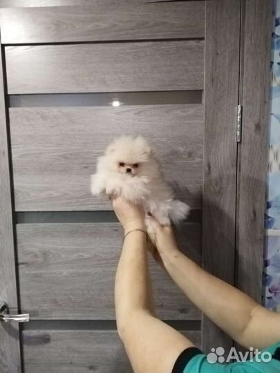 Померанский шпиц щенки