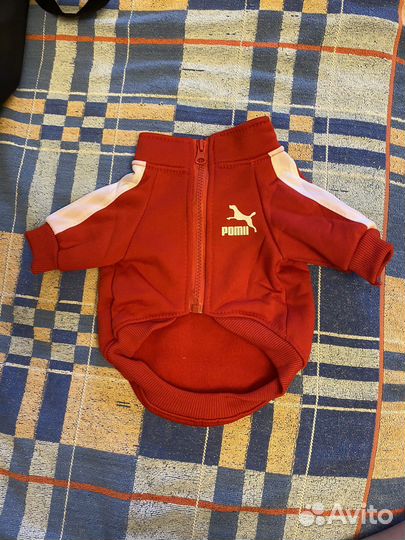 Толстовка для сабаки