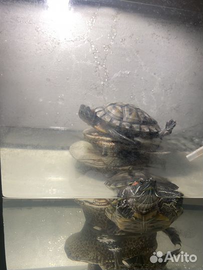 Черепаха с аквариумом