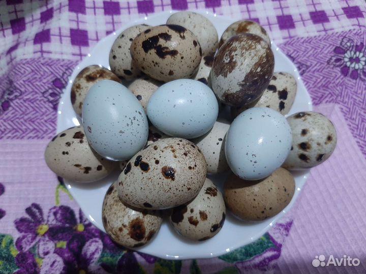 Перепелиное яйцо