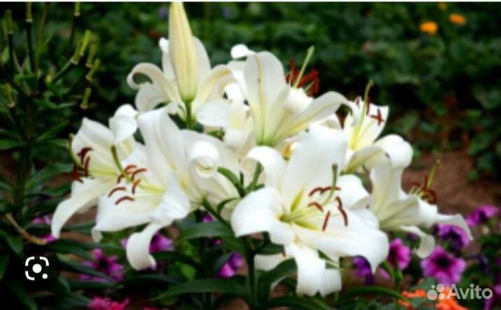 Лилии луковицы