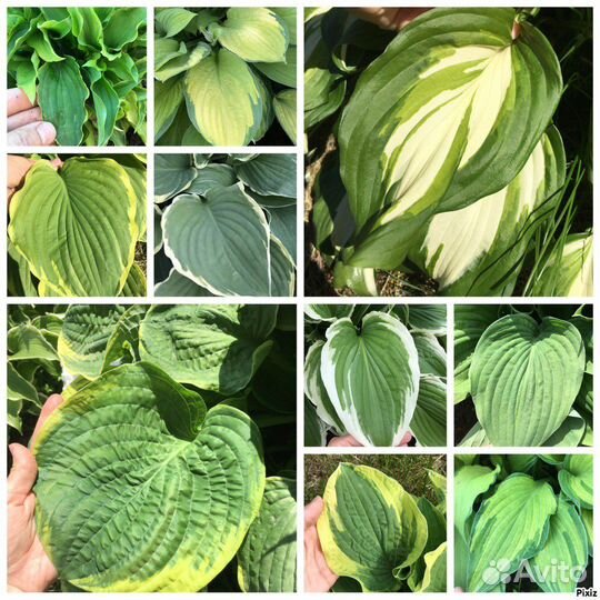 Комплект из 10ти хост