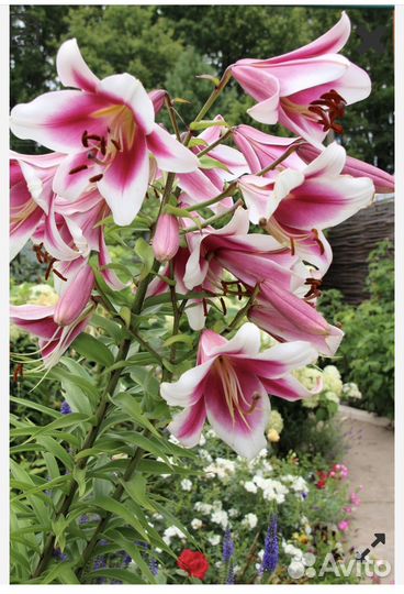 Лилии саженцы