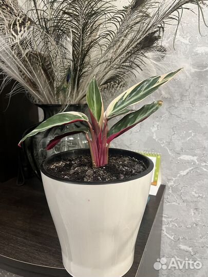 Комнатные растения, многолетники