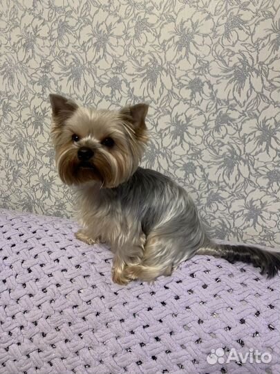 Йоркширский терьер мальчик вязка