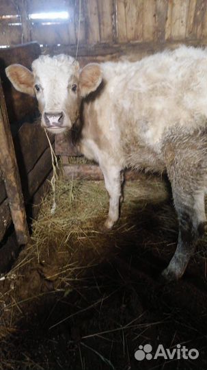 Телята телочки